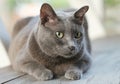 Chubby blue Siamese cat sitting on wood bench. Soft focus