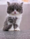 chubby british shorthair kitten white gray Royalty Free Stock Photo