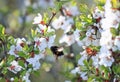 Chubby Bumble bee collects nectar in the lush spring garden