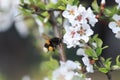 Chubby Bumble bee collects nectar in the lush spring garden Royalty Free Stock Photo