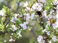 chubby Bumble bee collects nectar in the lush spring garden Royalty Free Stock Photo