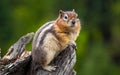 A Chubby Chipmunk Royalty Free Stock Photo