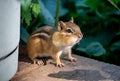 Chubby chipmunk hides amid the potted plants Royalty Free Stock Photo