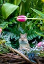 Chubby chipmunk peeks out of a flower basket Royalty Free Stock Photo