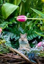 Chubby chipmunk peeks out of a flower basket