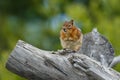 Chubby Chipmunk Royalty Free Stock Photo