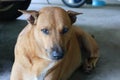 1 chubby cute brown-haired Thai puppy lying on the ground in front of the front of the house, selectable focus.