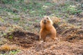 Chubby cute burrowing ground squirrel