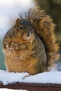 Chubby And Cute Fox Squirrel Royalty Free Stock Photo