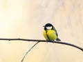 Chubby cute little chickadee bird sitting on the branch of a birch in a Sunny Park on a winter morning