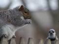 Chubby Eastern Gray Squirrel sitting eating a peanut on on weathered wooden fence with a Blue Jay looking on Royalty Free Stock Photo