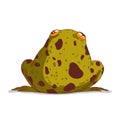 A chubby frog, isolated vector illustration. A back view of calm cartoon bullfrog against white background