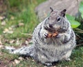 Chubby Grey Squirrel Munching on a Peanut Royalty Free Stock Photo