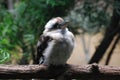 Chubby Kookaburra Bird on a Wide Fallen Log