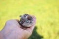 Chubby little rescued chick Sparrow sitting on the caring hands of a girl in a Sunny garden