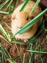 Chubby mice were foraging in a zoo