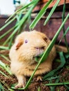 Chubby mice were foraging in a zoo