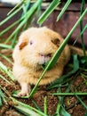 Chubby mice were foraging in a zoo