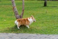 Chubby Pembroke Welsh Corgi peeing on tree stump and grass lawn