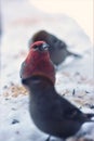 Male Pine Grosbeak in the Snow with Friends Royalty Free Stock Photo