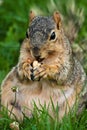 Chubby Squirrel Eating A Peanut Royalty Free Stock Photo