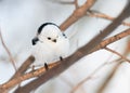 Chubby white bird titmouse sitting in a winter forest