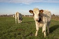 Chubby white calf with red eye patches and red ears stands in a meadow