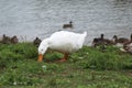 Chubby white duck searching for food in the grass