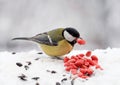 Chubby yellow bird eating seeds and nuts in the snow Royalty Free Stock Photo