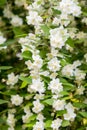 Chubushnik, or Jasmine garden bloom in the Park. Flowering Bush. White flowers on the tree Royalty Free Stock Photo