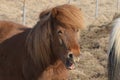 Chuckling Icelandic Chestnut Horse Royalty Free Stock Photo