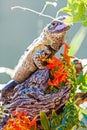 Chuckwalla Eating Flower On Branch