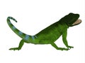 Chuckwalla Lizard Tail