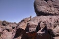 Chuckwalla Lizard On Basalt Rocks