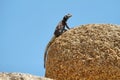 Chuckwalla lizard in a rock in Joshua Tree National Park