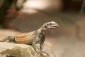 Chuckwalla lizard on rock Royalty Free Stock Photo