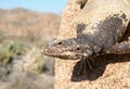 Chuckwalla Lizard Sauromalus ater Close up - Male