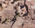 Chuckwalla lizard Sauromalus ater