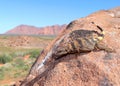 Chuckwalla lizard, Sauromalus obesus