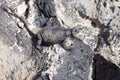 Chuckwalla Lizard