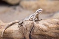 Chuckwalla lizard on trunk Royalty Free Stock Photo