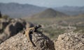 Chuckwalla Lizard on rocks over looking valley