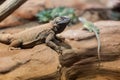 Chuckwalla lounging on rock with eastern collared lizard Royalty Free Stock Photo