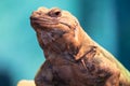 Chuckwalla portrait Royalty Free Stock Photo