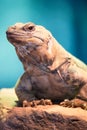 Chuckwalla portrait in vertical format Royalty Free Stock Photo