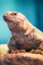 Chuckwalla portrait in vertical format