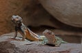 Chuckwalla, Sauromalus ater are found primarily in arid regions of the southwestern United States and northern Mexico