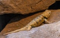 Chuckwalla, Sauromalus ater are found primarily in arid regions of the southwestern United States and northern Mexico Royalty Free Stock Photo