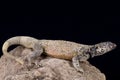 Chuckwalla (Sauromalus ater)