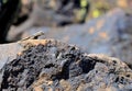 Chuckwalla Sitting on Desert Rock